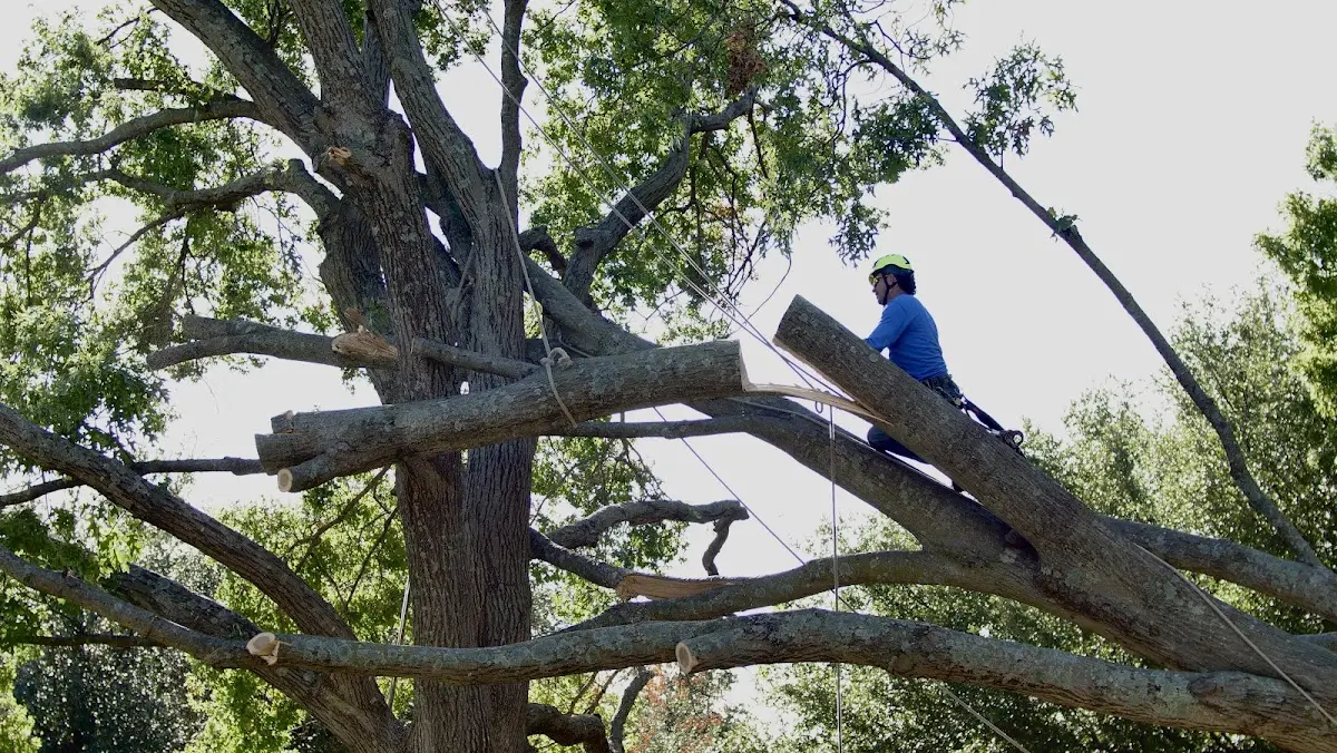 Professional Hazardous Tree Removal performed by certified arborists in Camp Creek