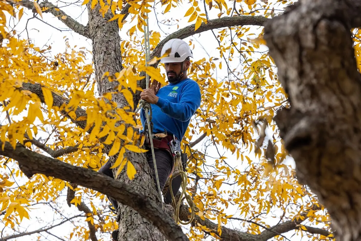 Skilled Tree Pruning crew working in Camp Creek