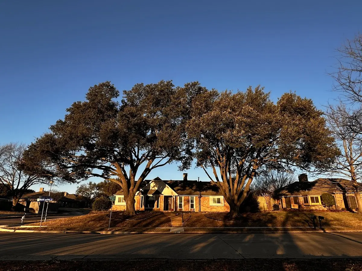 Established residential canopy tree shading a home in Camp Creek